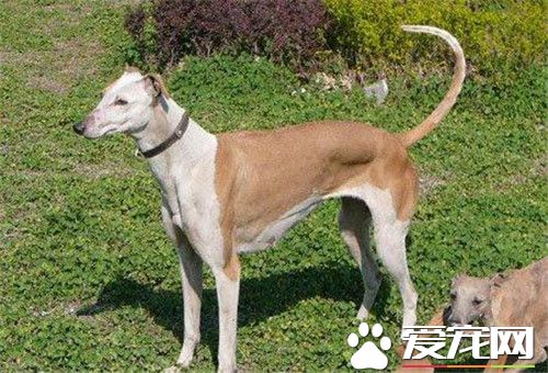 傑克羅素梗犬別稱 還有別稱叫傑克羅塞爾梗