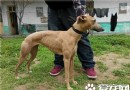 傑克羅素梗犬別稱 還有別稱叫傑克羅塞爾梗