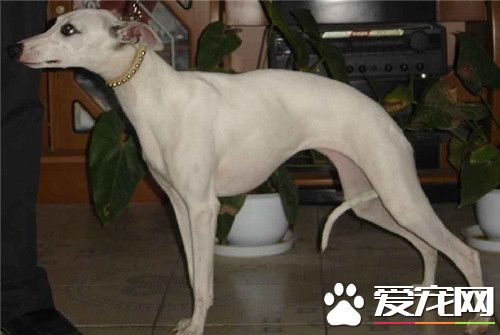 傑克羅素梗犬別稱 還有別稱叫傑克羅塞爾梗