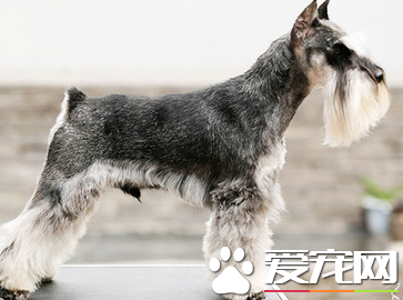 巨型雪納瑞犬看家能力 如何訓練雪納瑞看家