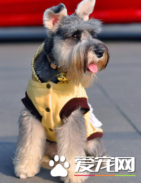 巨型雪納瑞犬看家能力 如何訓練雪納瑞看家