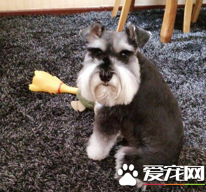 巨型雪納瑞能長多大 雪納瑞身高44到49厘米左右