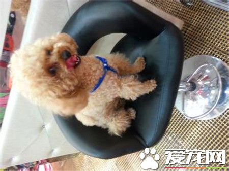 貴賓犬有幾種顏色 貴賓犬有七種顏色