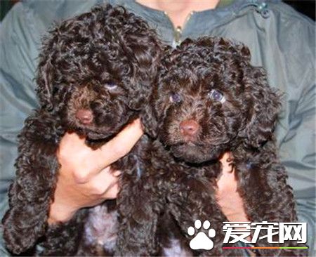貴賓犬有幾種顏色 貴賓犬有七種顏色