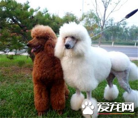 貴賓犬有幾種顏色 貴賓犬有七種顏色