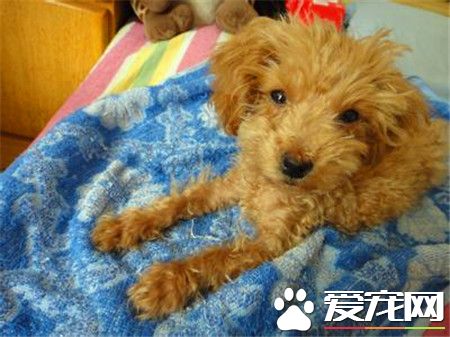 貴賓犬是泰迪犬嗎 泰迪犬就是貴賓犬的一種