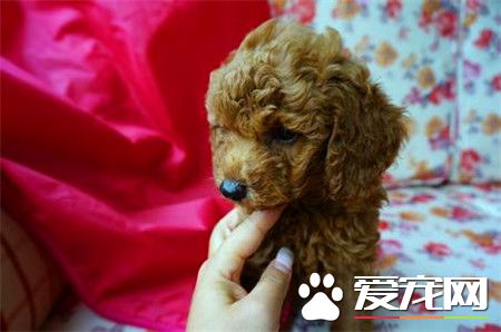 貴賓犬壽命 貴賓犬平均壽命14至17歲左右