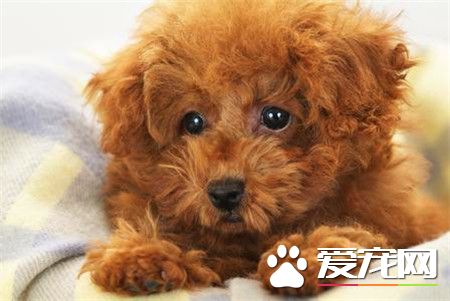 貴賓犬壽命 貴賓犬平均壽命14至17歲左右
