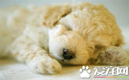 貴賓犬壽命 貴賓犬平均壽命14至17歲左右