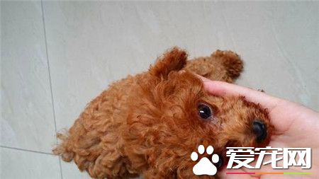 貴賓犬和泰迪哪個好 都是兩種比較名貴的狗狗