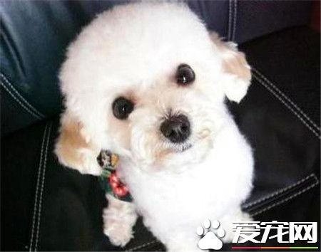 貴賓犬和泰迪哪個好 都是兩種比較名貴的狗狗