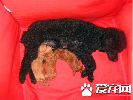 貴賓犬是泰迪犬嗎 泰迪犬就是貴賓犬的一種