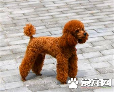 貴賓犬是泰迪犬嗎 泰迪犬就是貴賓犬的一種