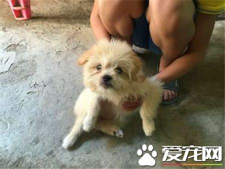 貴賓犬和泰迪哪個好 都是兩種比較名貴的狗狗