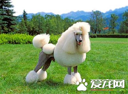 貴賓犬和比熊的區別 貴賓眼睛為橢圓的桃胡狀