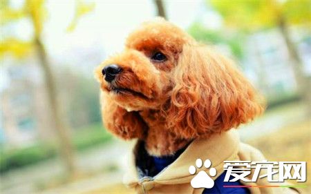 貴賓犬和比熊的區別 貴賓眼睛為橢圓的桃胡狀