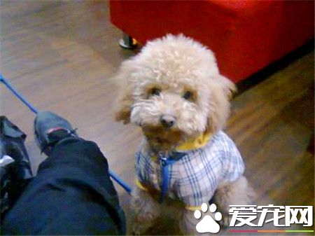 貴賓犬和比熊的區別 貴賓眼睛為橢圓的桃胡狀