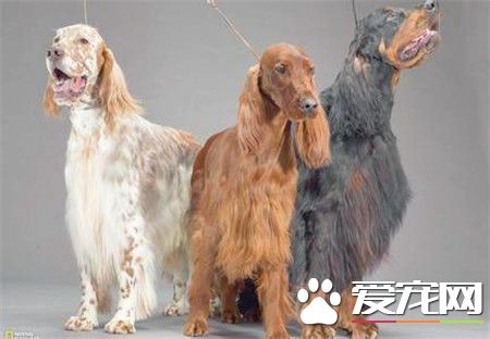 貴賓犬跟泰迪的區別 怎樣區別泰迪犬與貴賓犬