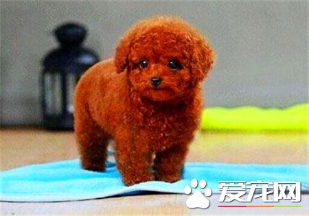 貴賓犬跟泰迪的區別 怎樣區別泰迪犬與貴賓犬