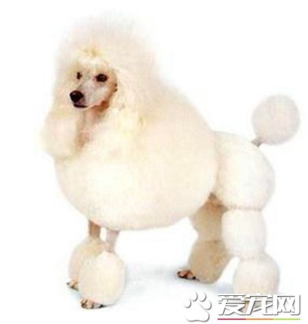 貴賓犬吃哪種狗糧好 根據生長階段選擇狗糧