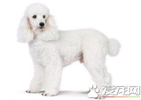 貴賓犬吃哪種狗糧好 根據生長階段選擇狗糧