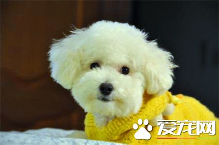 貴賓犬跟泰迪的區別 怎樣區別泰迪犬與貴賓犬
