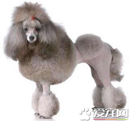 貴賓犬吃哪種狗糧好 根據生長階段選擇狗糧