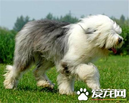 古代英國牧羊犬習性 古代英國牧羊犬性格頑皮