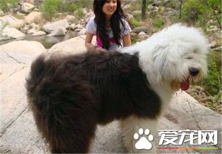 古代英國牧羊犬會叫嗎 一般狗狗都是會吠叫