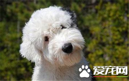 古代英國牧羊犬會叫嗎 一般狗狗都是會吠叫