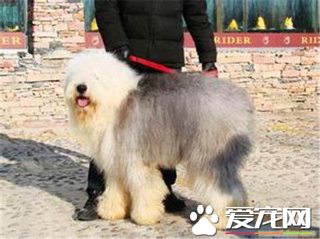古代英國牧羊犬會叫嗎 一般狗狗都是會吠叫