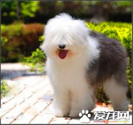 古代英國牧羊犬護理 每天要給它梳理被毛