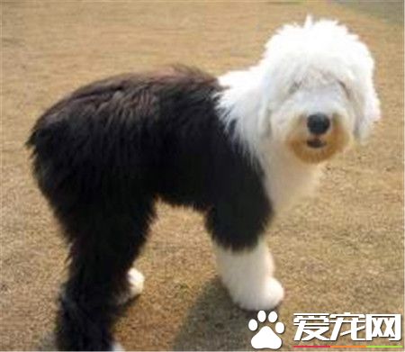 古代英國牧羊犬護理 每天要給它梳理被毛