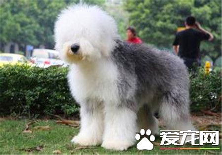 古代英國牧羊犬的壽命 平均壽命在10到12年之間