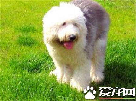古代英國牧羊犬護理 每天要給它梳理被毛