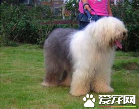 古代英國牧羊犬的壽命 平均壽命在10到12年之間