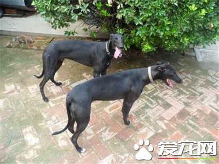 格力犬和惠比特犬有什麼區別 格力犬頭大嘴寬