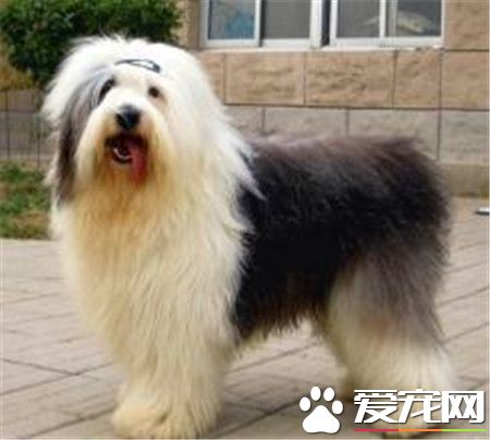 古代英國牧羊犬的壽命 平均壽命在10到12年之間