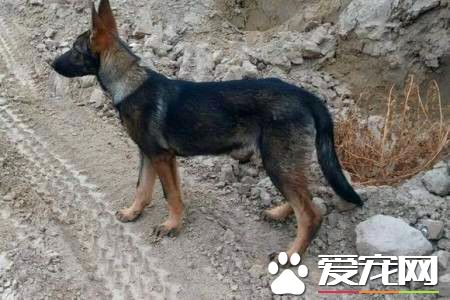 格力犬和惠比特犬有什麼區別 格力犬頭大嘴寬