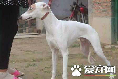 格力犬和惠比特犬有什麼區別 格力犬頭大嘴寬