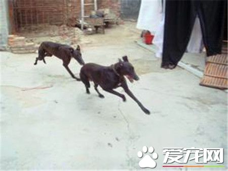 格力和靈缇犬區別 格力和靈缇是一種狗狗