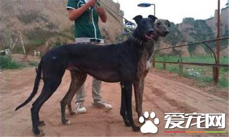 格力和靈缇犬區別 格力和靈缇是一種狗狗