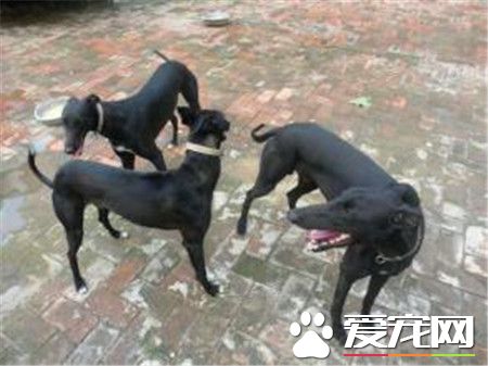 格力和靈缇犬區別 格力和靈缇是一種狗狗