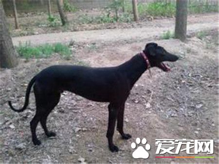 格力和靈缇那個狗逮兔好 應該是靈提逮兔好