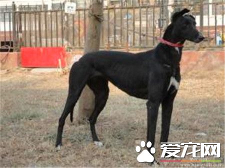 格力和靈缇那個狗逮兔好 應該是靈提逮兔好
