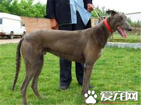 格力狗好還是靈缇 格力犬與靈缇犬有何區別