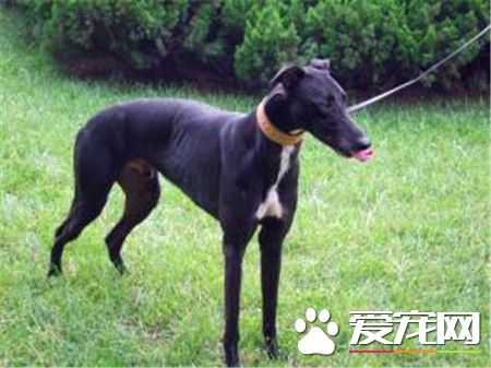 格力狗好還是靈缇 格力犬與靈缇犬有何區別