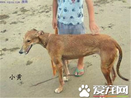 格力狗好還是靈缇 格力犬與靈缇犬有何區別