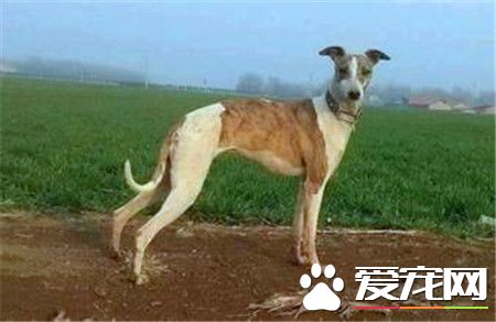 格惠犬哪個好 格惠犬和格力犬之間有何區別