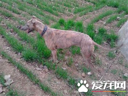 格惠犬哪個好 格惠犬和格力犬之間有何區別